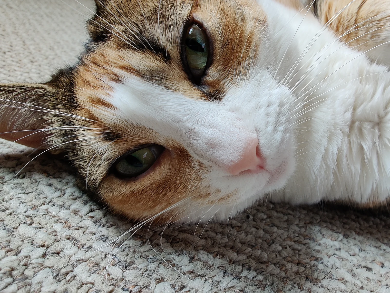 A close-up of Lily lying with her cheek on the carpet.