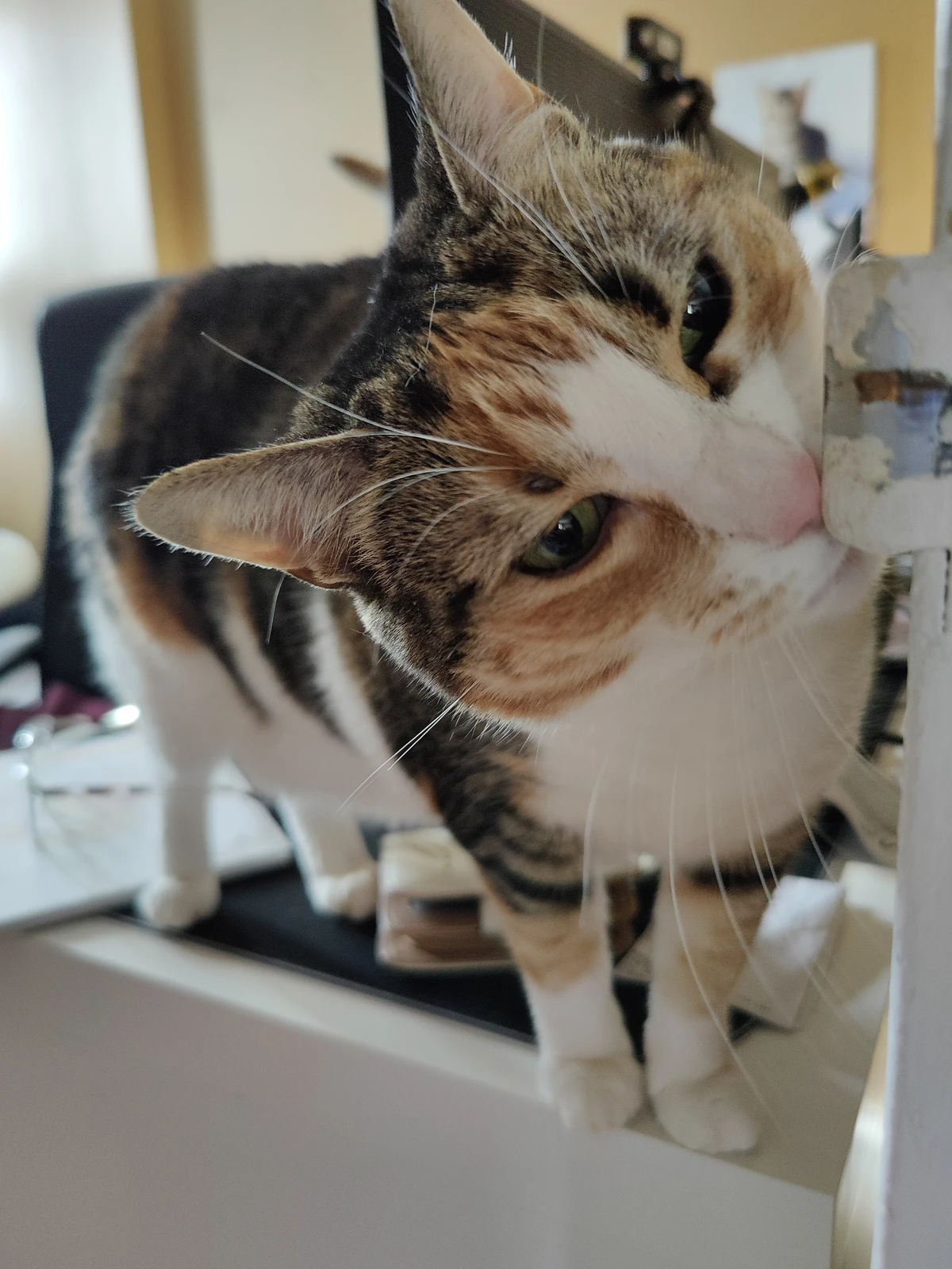 Lily standing with her head tilted to one side.