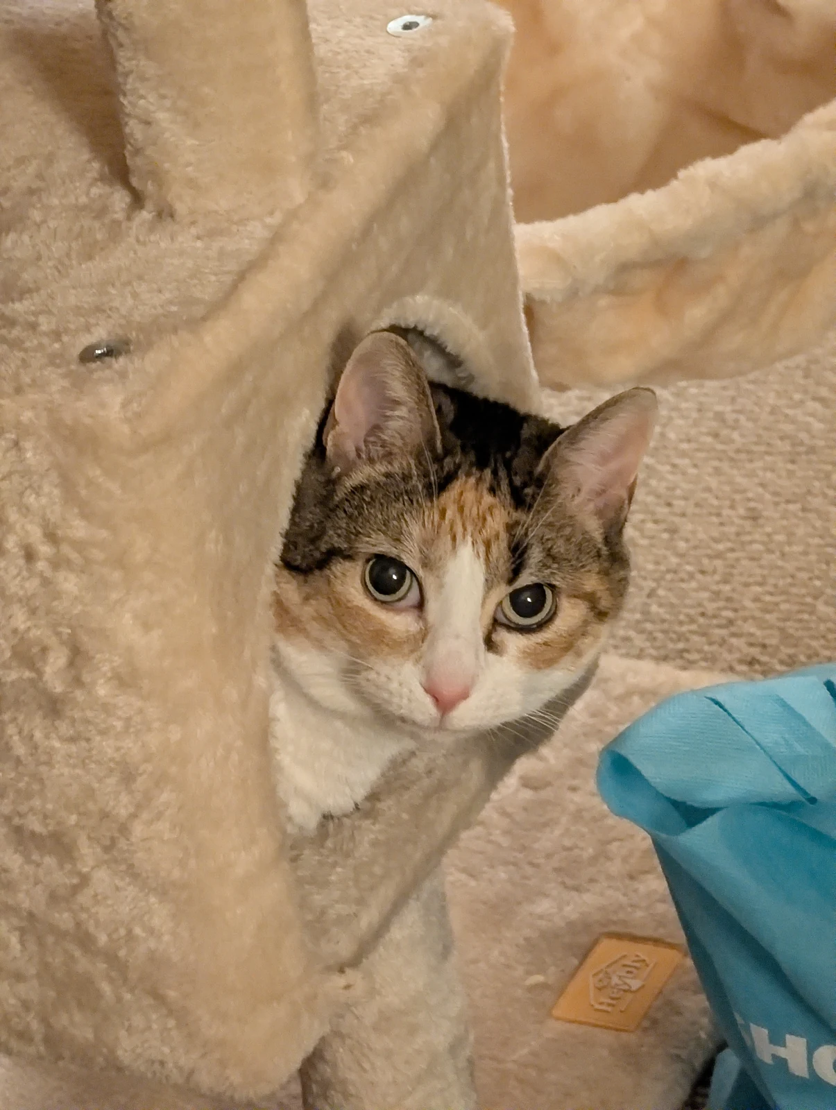 Lily peeking around the side of a cat-tree post.