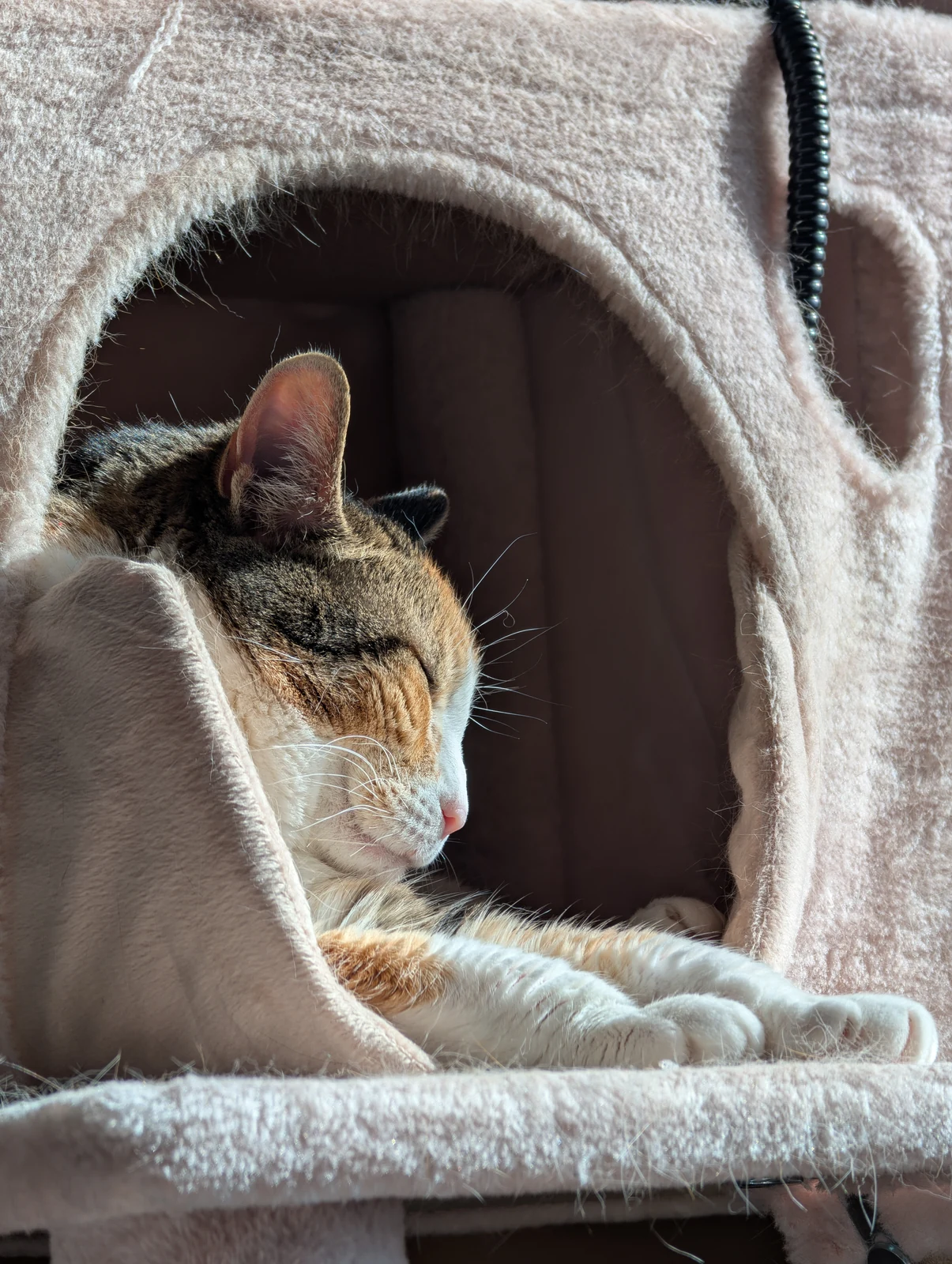 Lily resting inside a carpeted cat-tree cubby.
