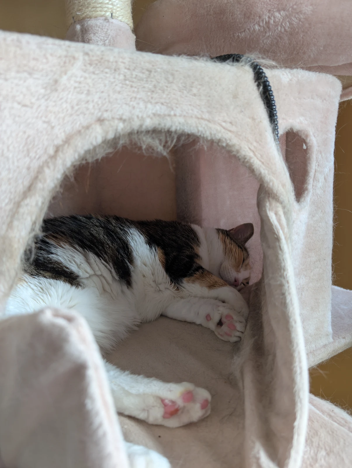 Lily sleeping in a cat-tree cubby with pink paw pads visible.