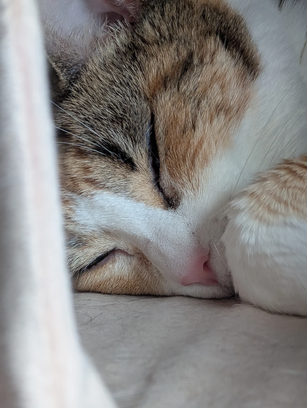 A close-up of Lily asleep with one paw beside her face.