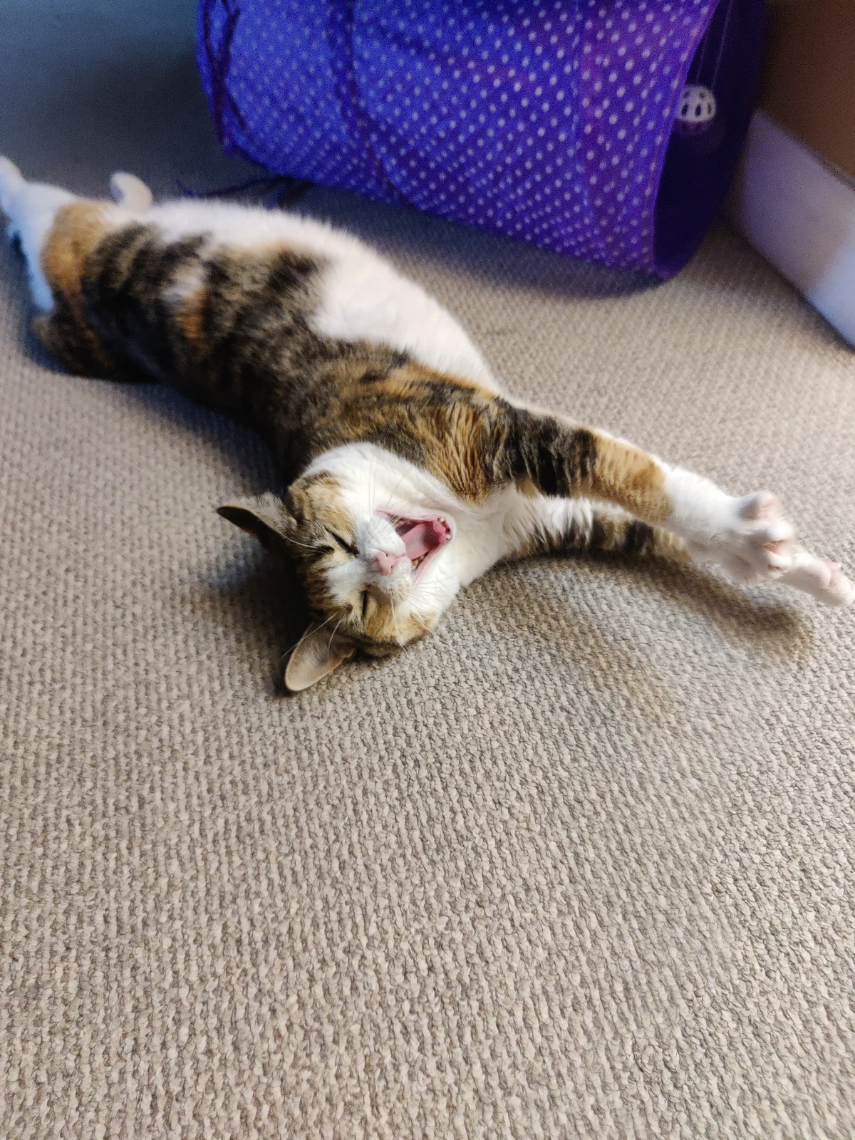 Lily stretched out on her side across the carpet.