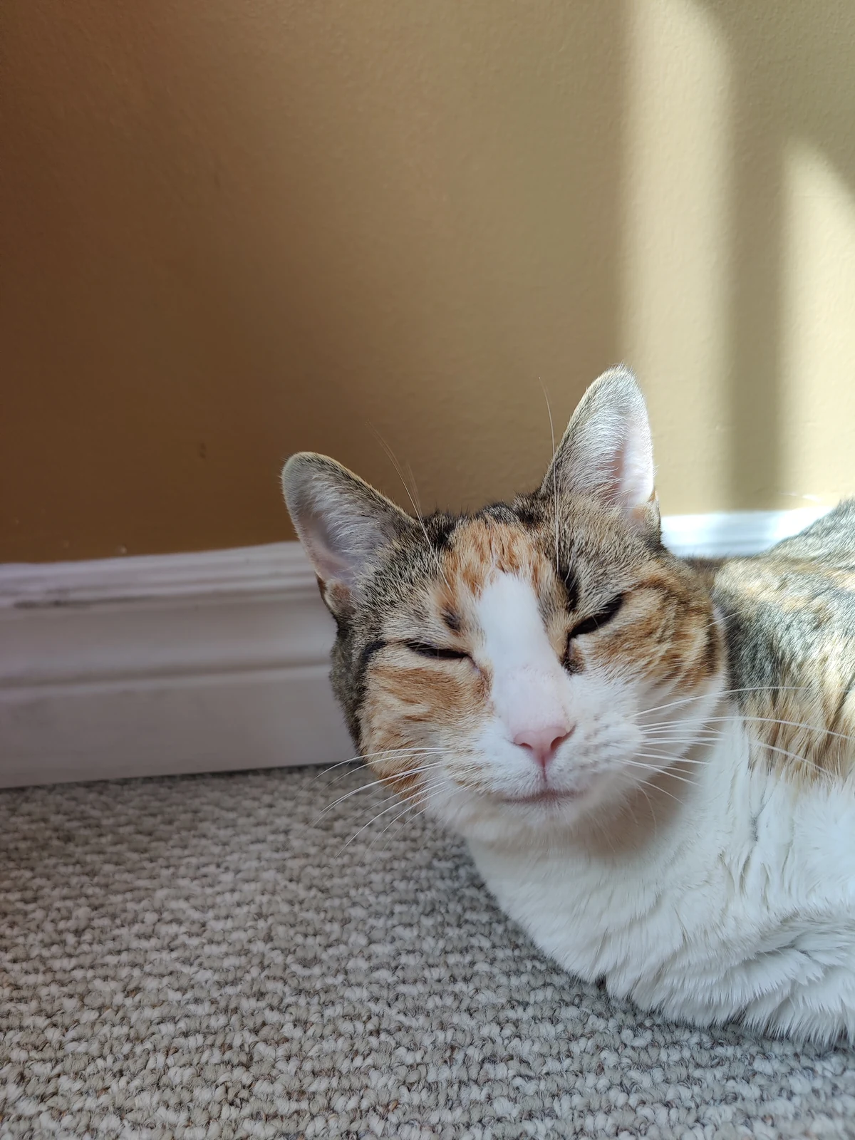 Lily sitting beside a wall with her eyes gently closed.